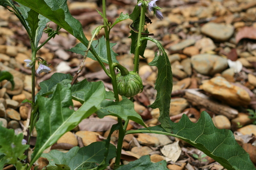 Solanum macrocarpon image