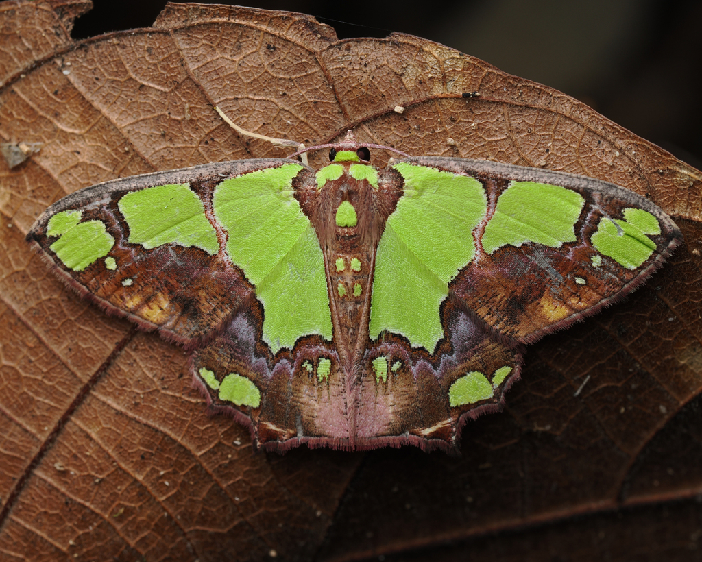 Agathia