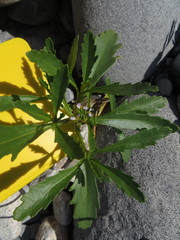 Cakile edentula edentula