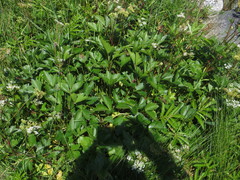 Ligusticum scothicum scothicum