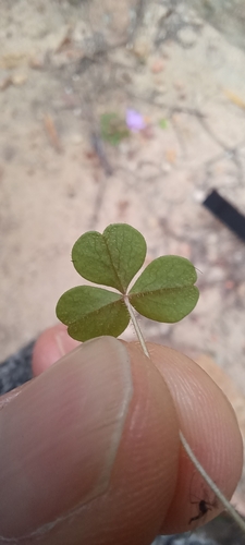 Image of Oxalis fibrosa by (c) Danie Palm, some rights reserved (CC BY)