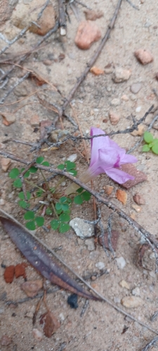 Image of Oxalis fibrosa by (c) Danie Palm, some rights reserved (CC BY)