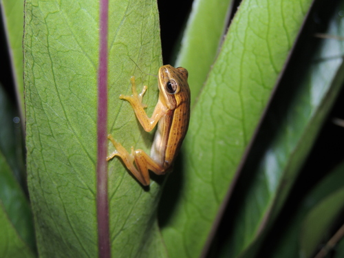 Fine-lined Treefrog, Boana leptolineata