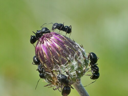 Ethiop Carpenter Ant