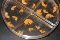 Speziorchestia grillus