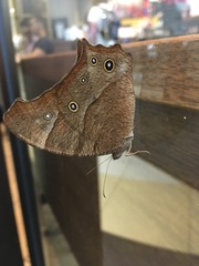 Melanitis leda