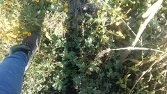 Apodanthera undulata