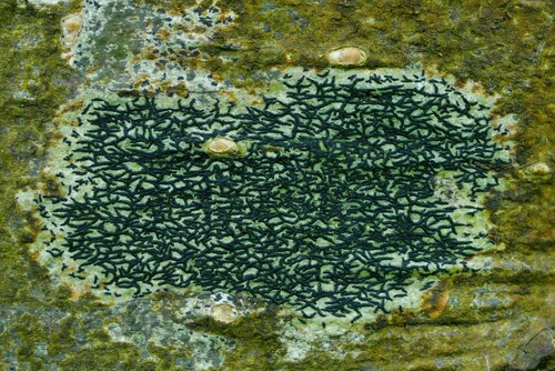 Arthonia atra
