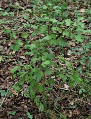 Crataegus marshallii