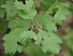 Crataegus marshallii