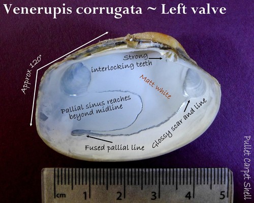 Pullet Carpet Shell