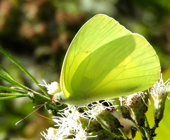 Aphrissa statira statira