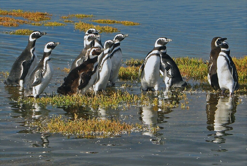 Magellanic penguins standing in shallow water among clumps of vegetation in Chubut