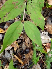 Endodeca serpentaria