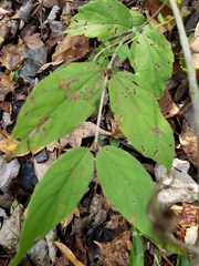 Endodeca serpentaria