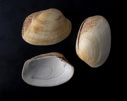 Pullet Carpet Shell