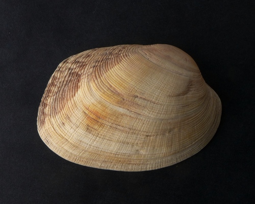 Pullet Carpet Shell