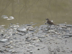 Anthus novaeseelandiae
