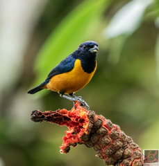 Euphonia rufiventris