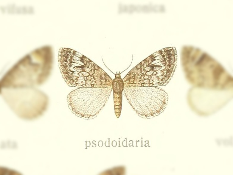 Dysstroma psodoidaria