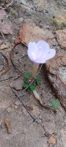 Image of Oxalis fibrosa by (c) Danie Palm, some rights reserved (CC BY)