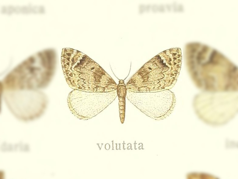 Dysstroma volutata