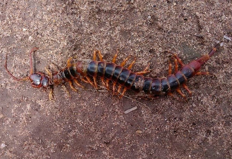 Amazonian Giant Centipede from Villalinda, Galeras, Sucre, Colombia on ...