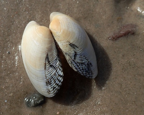 Pullet Carpet Shell