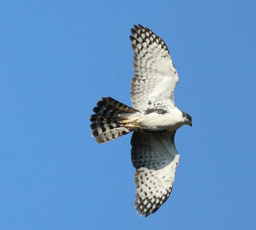 Black Sparrowhawk (Astur melanoleucus), photo 8