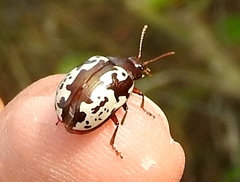 Calligrapha intermedia