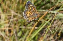 Phyciodes graphica graphica