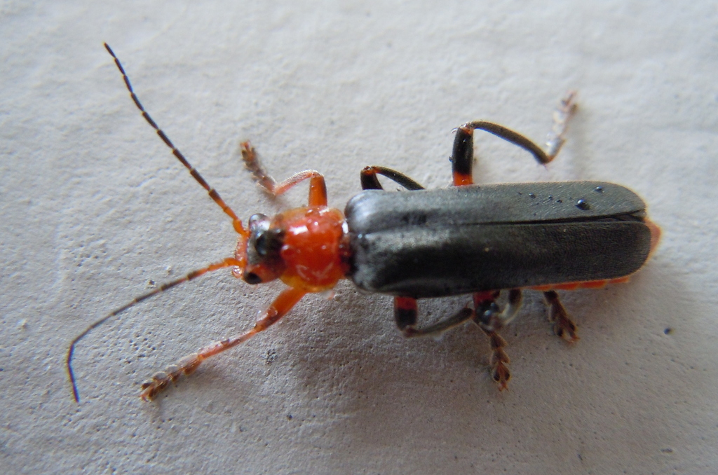 Cantharis livida in May 2023 by cpu. livida? · iNaturalist