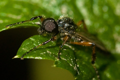 Bibio xanthopus