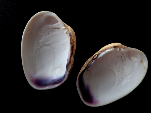 Pullet Carpet Shell