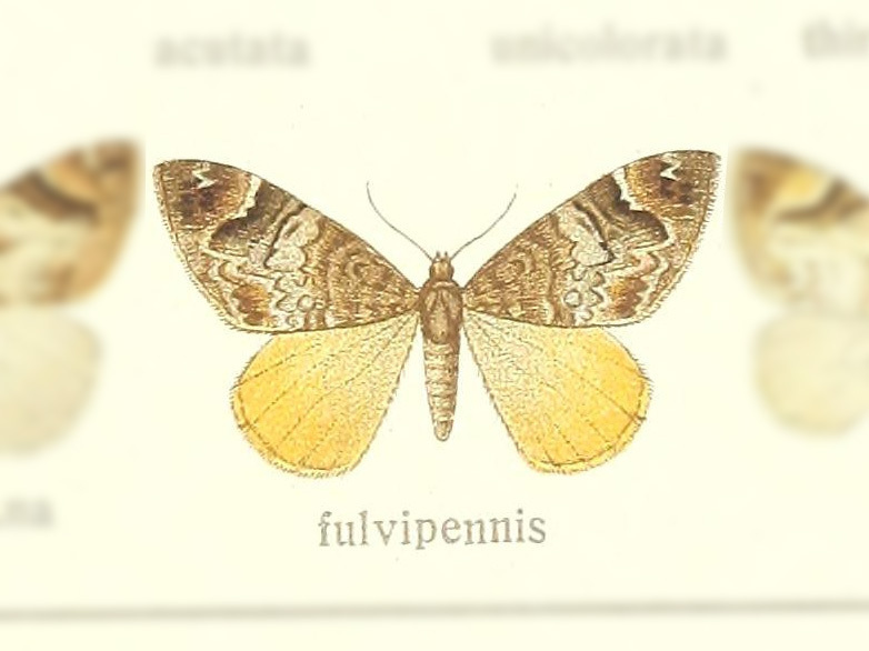 Dysstroma fulvipennis