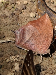 Charaxinae