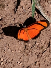 Heliconiini