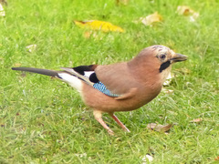 Garrulus glandarius