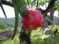 Selenicereus setaceus