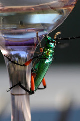 Plinthocoelium suaveolens