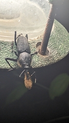 Rhinostomus barbirostris image