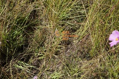 Phyciodes graphica graphica