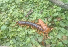 Scolopendra gigantea