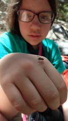 Dasysyrphus intrudens