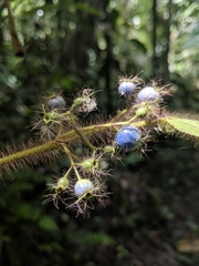 Miconia violascens
