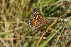 Phyciodes graphica graphica