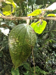 Miconia violascens