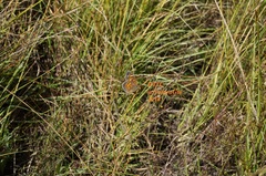 Phyciodes graphica graphica