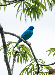 Cotinga maynana