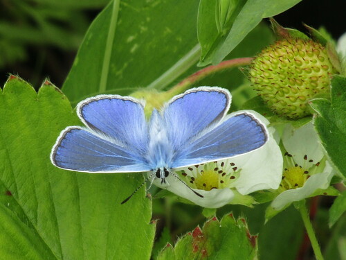 Common blue